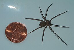 Brown Recluse Spider, compared to a penny, is larger