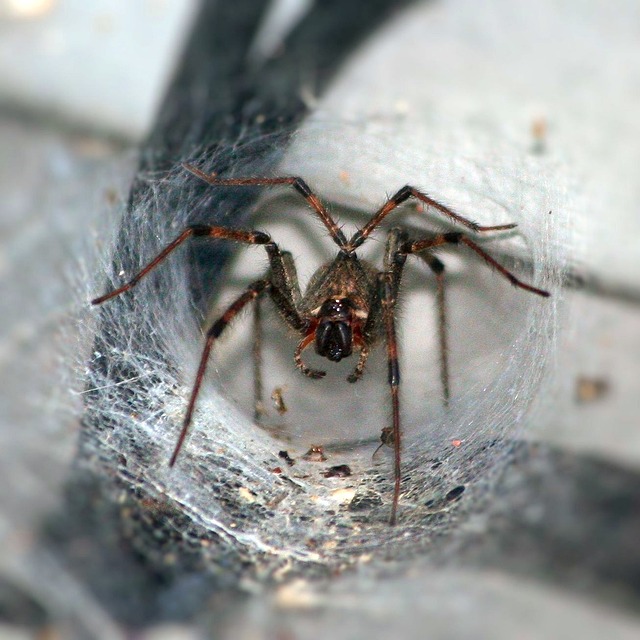 Photo of funnel web spider in its funnel shape web.